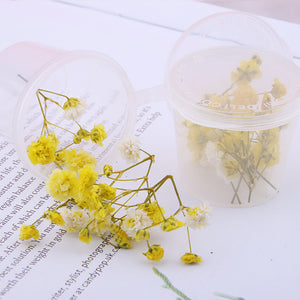 Starry Sky 3D Dried Flower Accessories