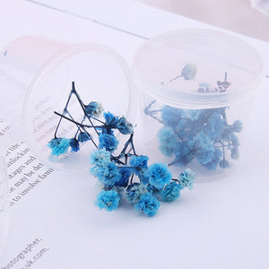 Starry Sky 3D Dried Flower Accessories