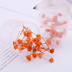 Starry Sky 3D Dried Flower Accessories