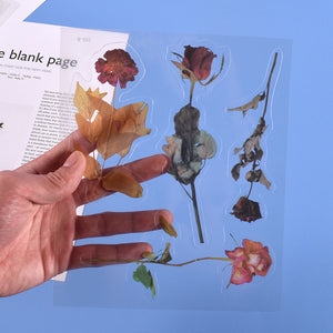 Transparent Dry Flower Material Paper