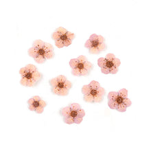 Load image into Gallery viewer, Star Mini Embossed Flower Material
