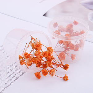 Starry Sky 3D Dried Flower Accessories