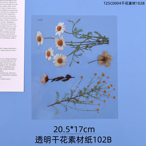 Transparent Dry Flower Material Paper