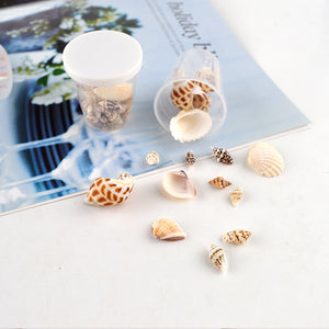 A Box of Conch Shells