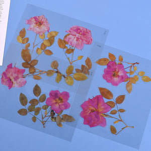 Transparent Dry Flower Material Paper