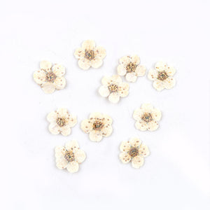 Star Mini Embossed Flower Material