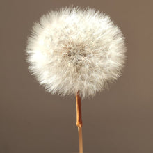 Load image into Gallery viewer, Dandelion Mold
