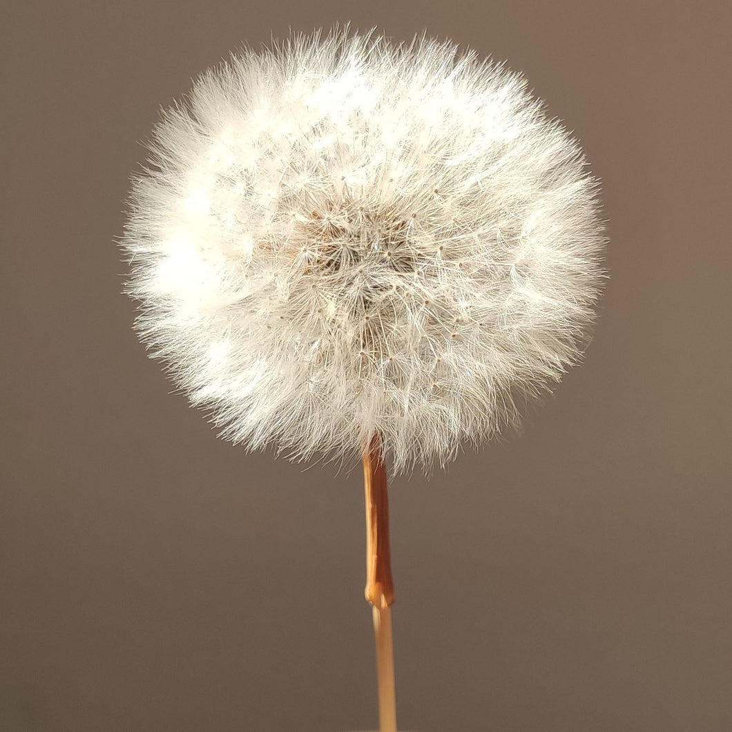 Dandelion Mold